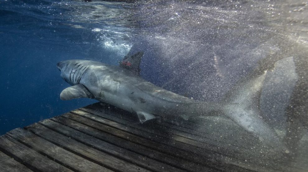 Ειδικός εξηγεί τι συνέβη με τον καρχαρία που εμφανίστηκε στην Γλυφάδα