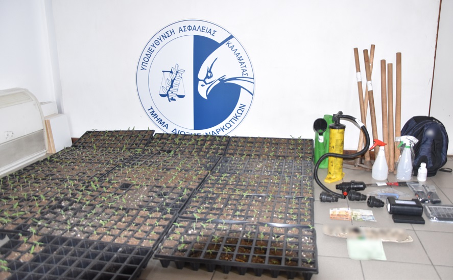 Φυτεία 812 χασισόδεντρων στα «σπάργανα» κατέστρεψε η Δίωξη Ναρκωτικών Καλαμάτας