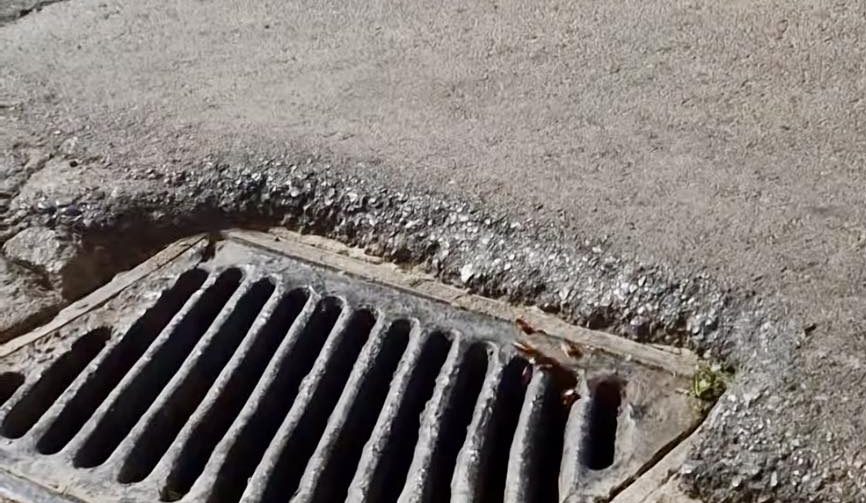 Κατσαρίδες βολτάρουν σε φρεάτιο ομβρίων υδάτων στην Κυπαρισσία