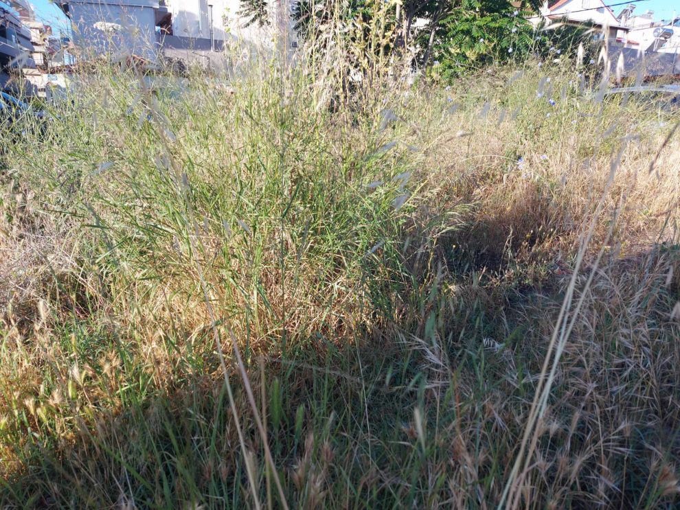 Δήμος Καλαμάτας: Υποχρέωση καθαρισμού οικοπέδων και υποβολή της δήλωσης