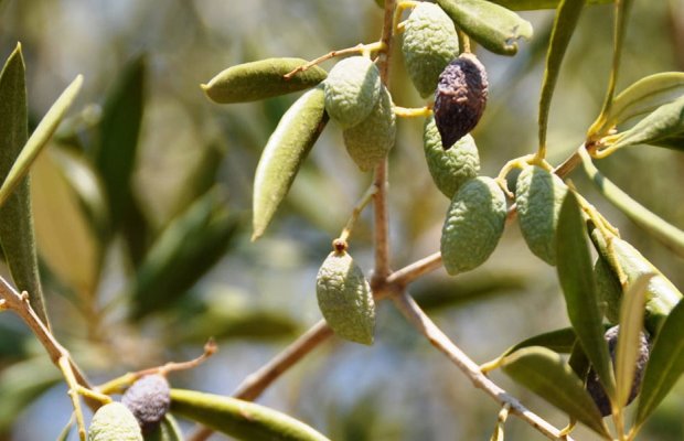 Αγροτικός Σύλλογος Χανδρινού: Τεράστιες οι καταστροφές στα ελαιόδεντρα
