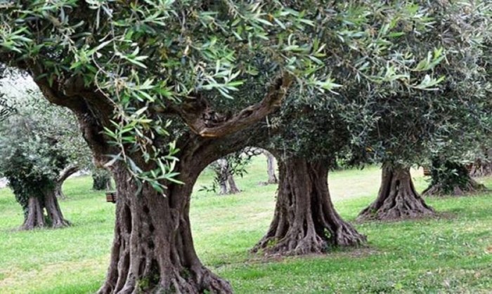 Αγωνία για το μέλλον της ελαιοκαλλιέργειας