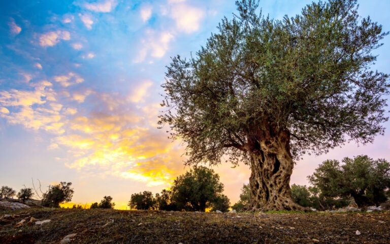 Περιφέρεια Πελοποννήσου: Ομόφωνη απόφαση διεκδίκησης αποζημιώσεων για την ελαιοπαραγωγή