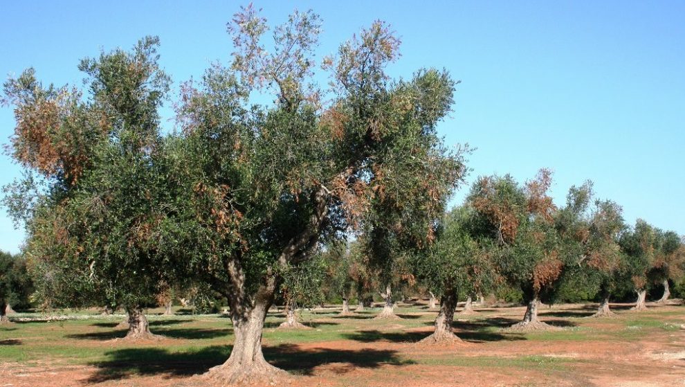 Δήμος Δυτικής Μάνης: Πρόταση ψηφίσματος στήριξης στους  πληγέντες από την ανομβρία ελαιοπαραγωγούς