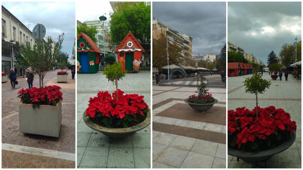 Καλαμάτα: Φυτεύτηκαν αλεξανδρινά  και κυκλάμινα εν όψει Χριστουγέννων