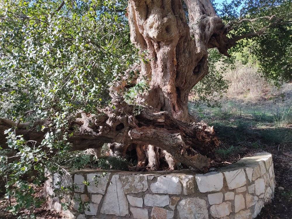«Έσπασε» ο ιστορικός “Σφένδαμος του Κολοκοτρώνη” στο Σιδηρόκαστρο