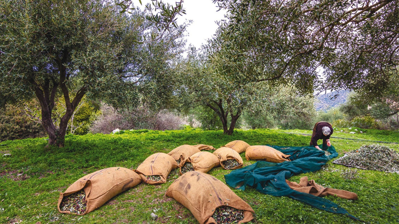 Πάνω από 600 αγροτεμάχια πωλούνται στη Μεσσηνία