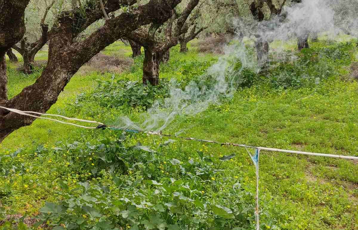 Επικίνδυνη κατάσταση σε ελαιώνες με καλώδια από ρευματοκλοπές