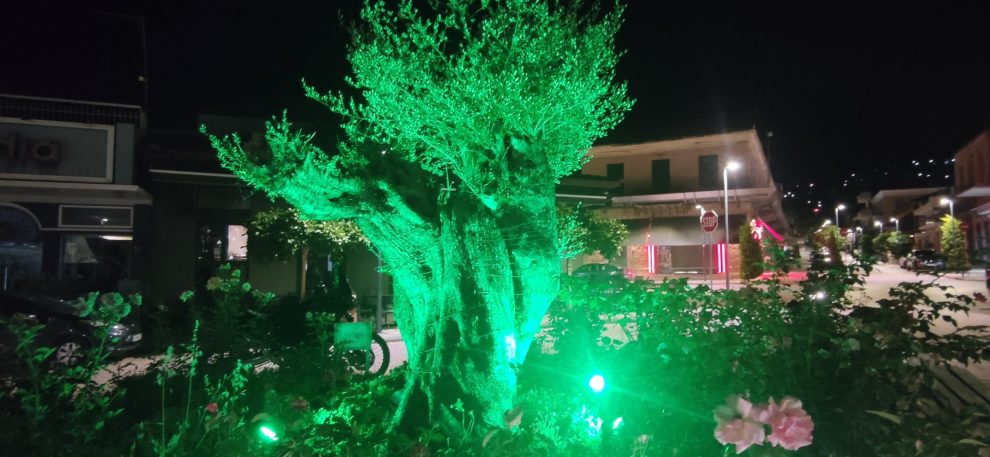 Φωτίστηκε η υπεραιωνόβια ελιά στο εμπορικό τρίγωνο Κυπαρισσίας