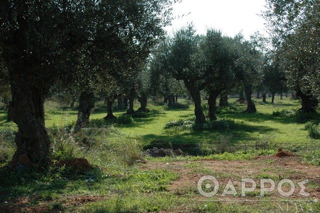 Πριν από τη Δήλωση Συγκομιδής  γίνεται δήλωση ελαιοδέντρων