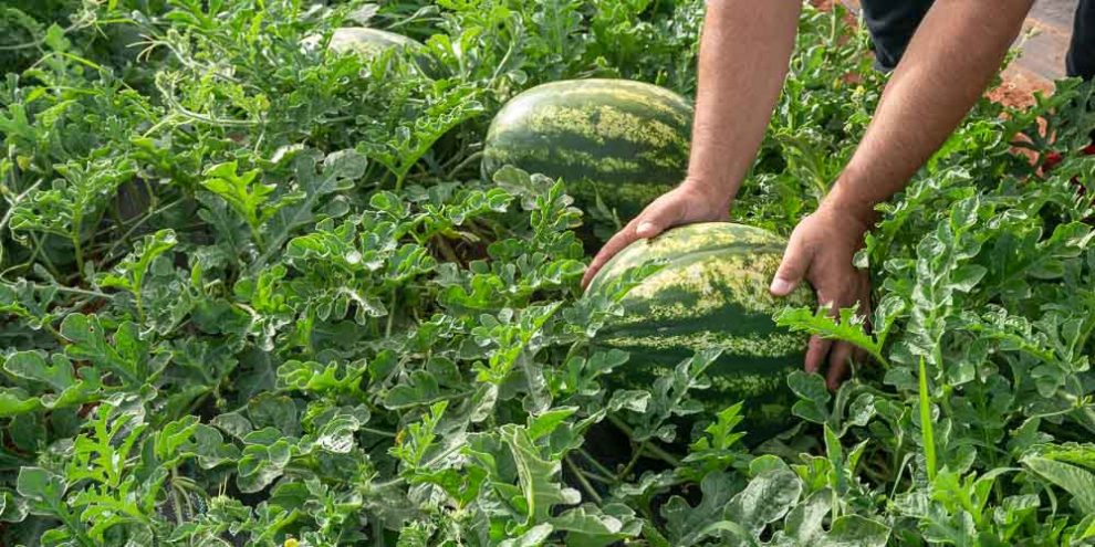 Παραμένουν σε χαμηλά επίπεδα  οι τιμές παραγωγού στα καρπούζια
