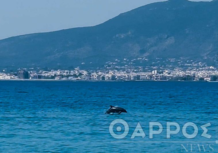 Μικρή Μαντίνεια : Δελφίνια ξάφνιασαν ευχάριστα τους λουόμενους