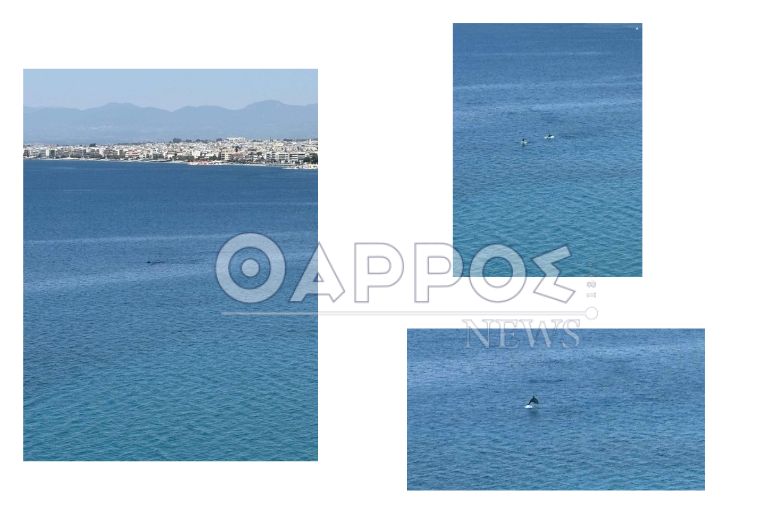 Δελφίνια στην παραλία της Βέργας