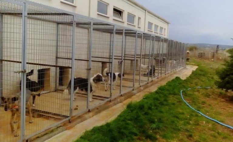 Δημοτικό Συμβούλιο Μεσσήνης: Εγκρίθηκε το διαδημοτικό καταφύγιο αδέσποτων σκύλων