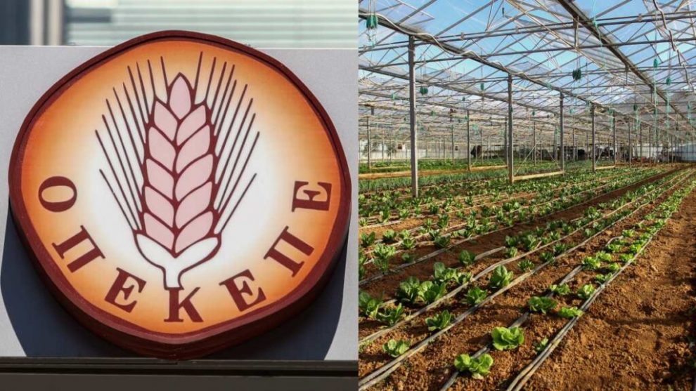 Πάνω από 49.000 πλαστά  πιστοποιητικά σε βιολογικές επιδοτήσεις