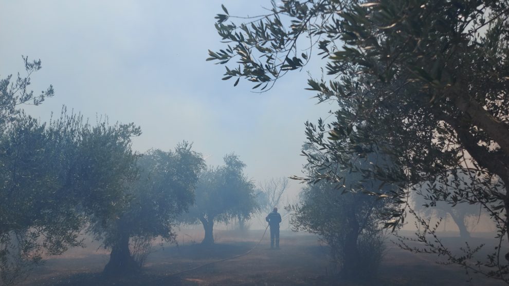 Φωτιά στην Ανάληψη Μεσσήνης