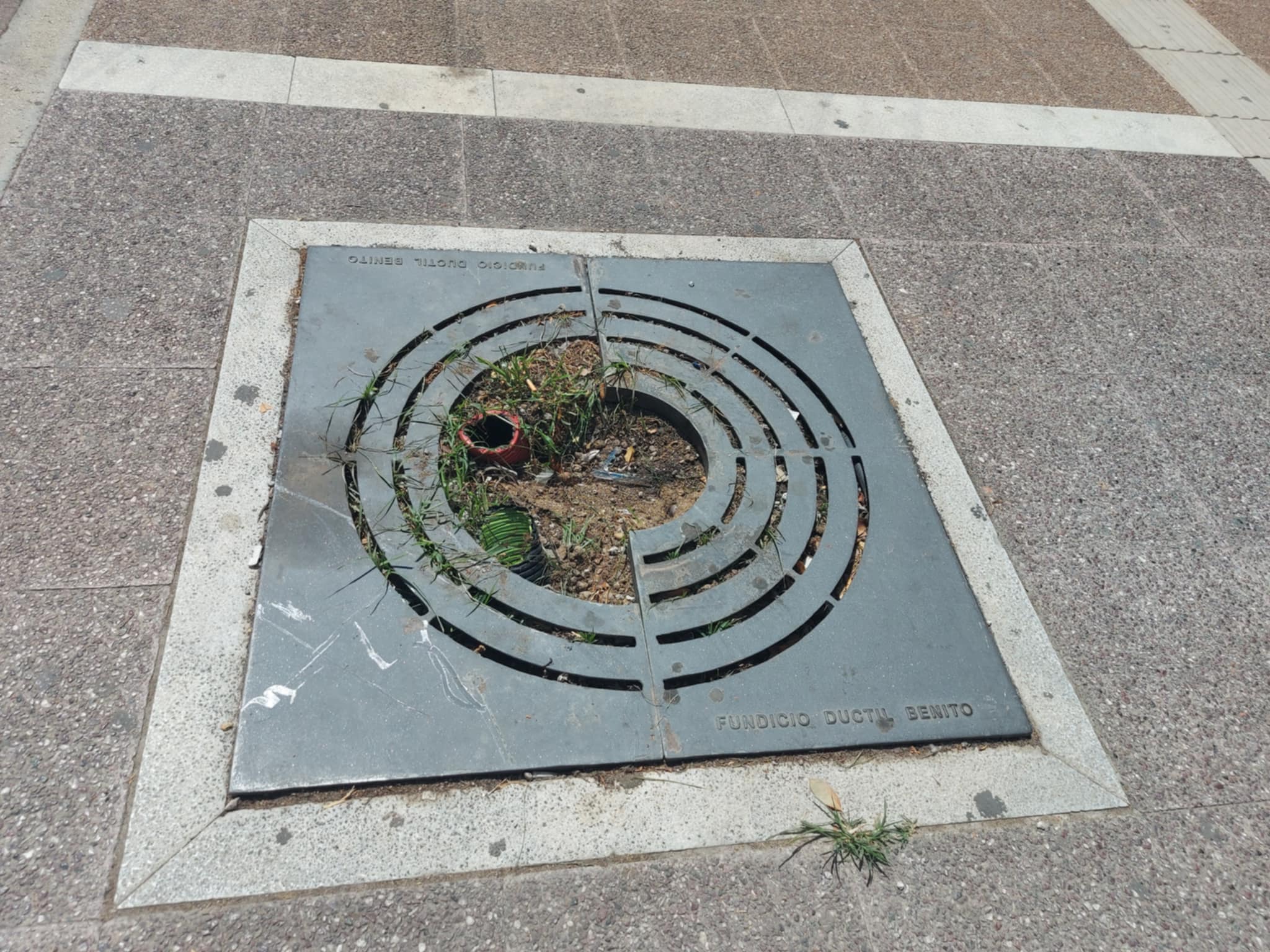 Τι γίνεται με τα δέντρα στον πεζόδρομο της Αριστομένους;