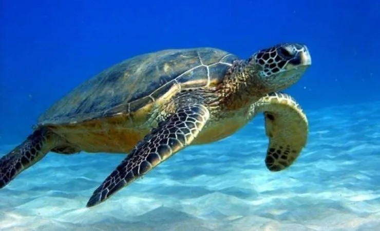 ΑΡΧΕΛΩΝ: Προσοχή μην ταΐζετε τις θαλάσσιες  χελώνες, δεν είναι κατοικίδια ζώα