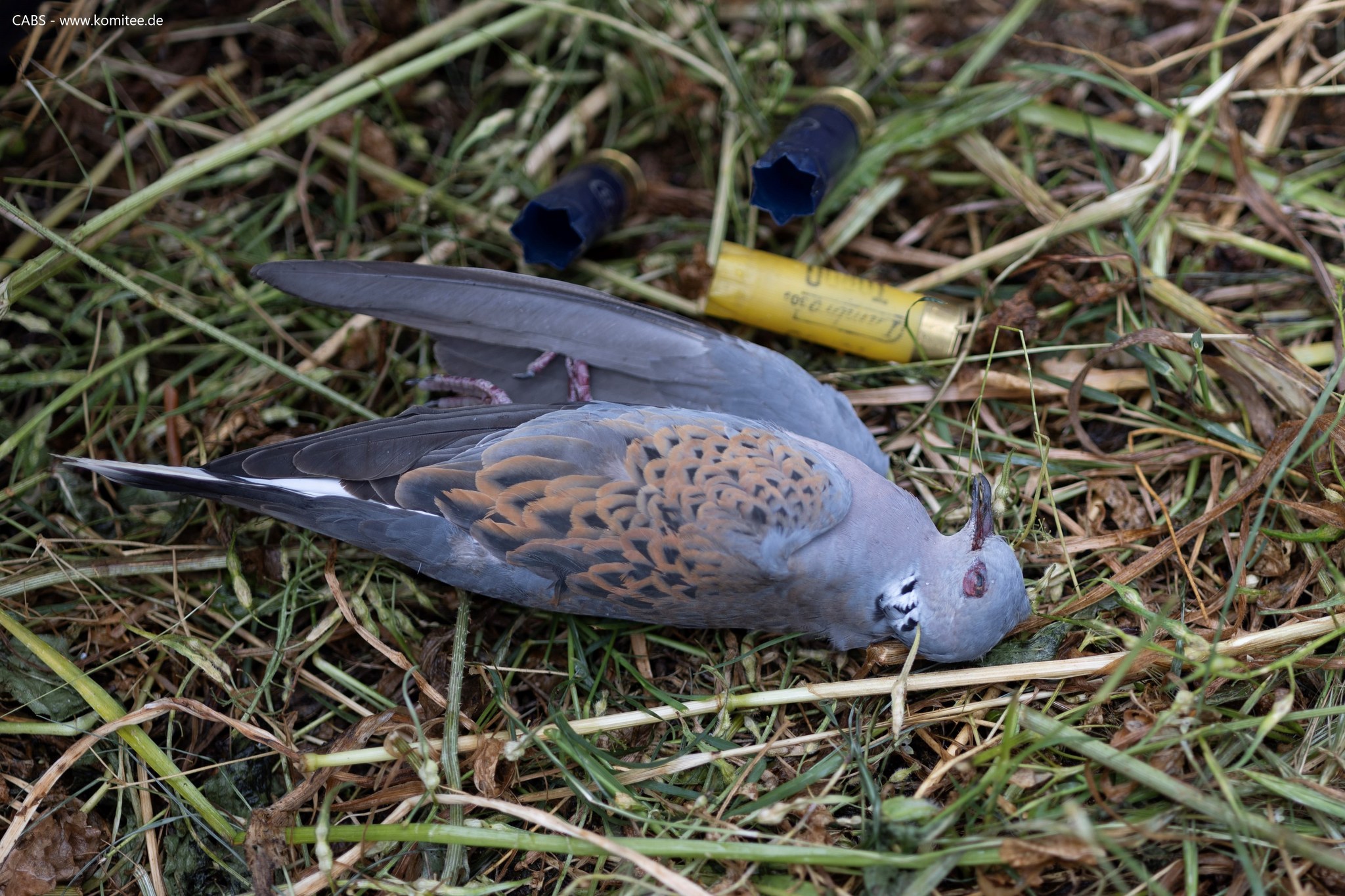Ελληνική Ορνιθολογική Εταιρεία: «Τα κυνηγετικά συμφέροντα υπερισχύουν της προστασίας της φύσης»