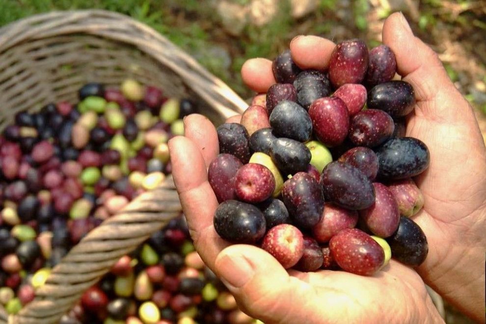 Ελαιόλαδο: Η τροφή των Αιωνόβιων