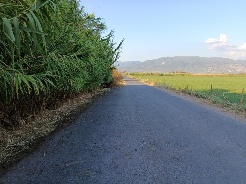 Κίνδυνος από τα καλάμια