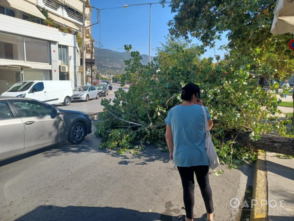 Πτώση δέντρου στο κέντρο της Καλαμάτας