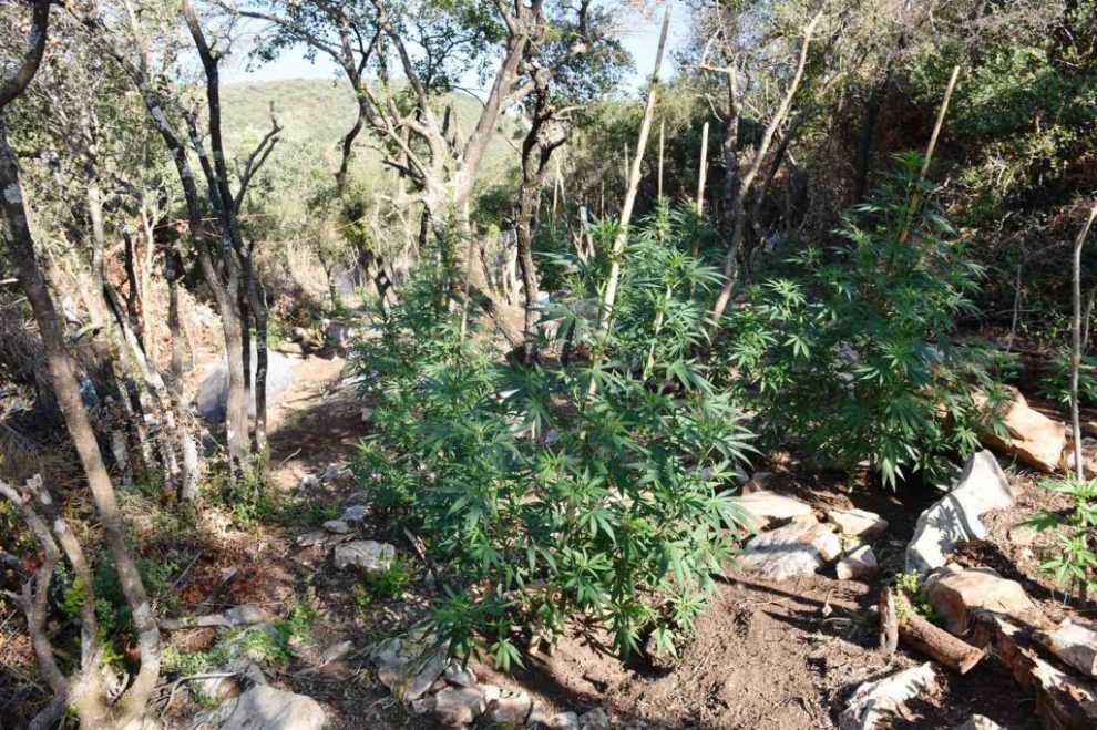 Προφυλακίσθηκε ο 44χρονος με τα 231 χασισόδεντρα στην Καλλιρρόη