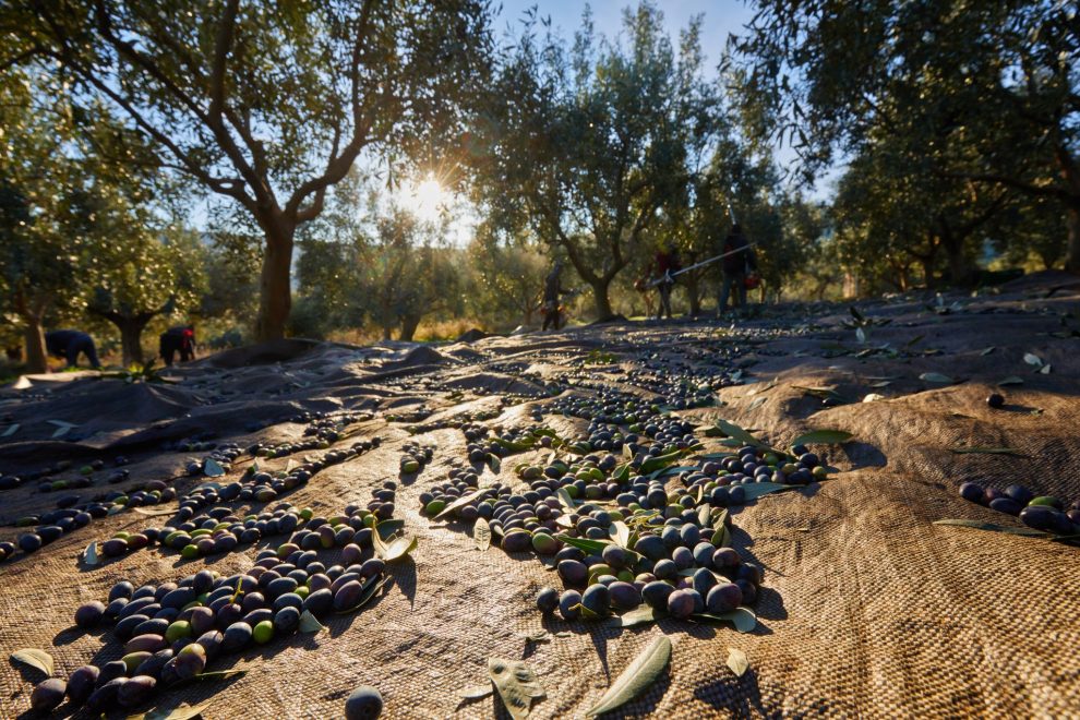 Δακοκτονία στη Μεσσηνία