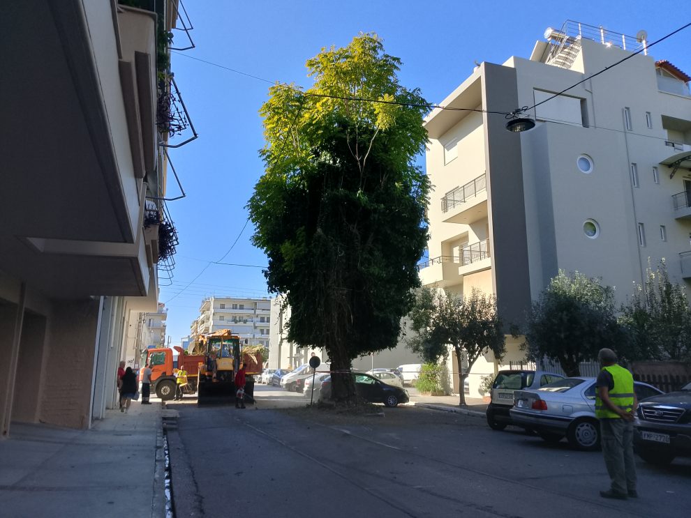Να κοπεί ή να μην κοπεί το δέντρο που είναι στη μέση της οδού Κανάρη;