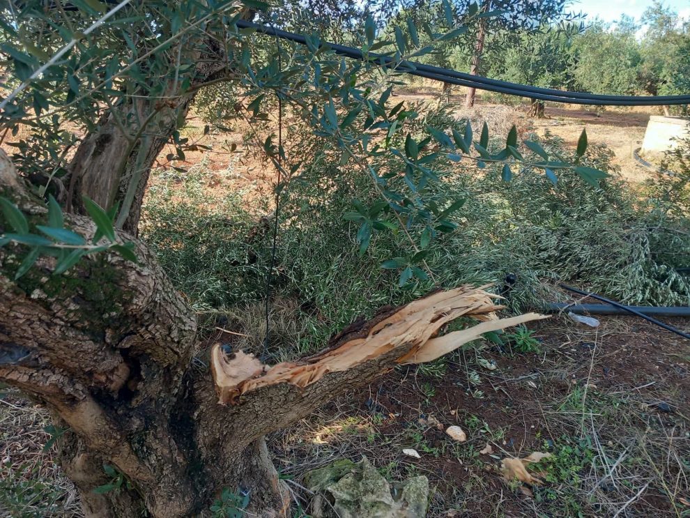 Μεσσηνία: Άγνωστοι κατέστρεψαν ελαιόδεντρα στη Φαρακλάδα