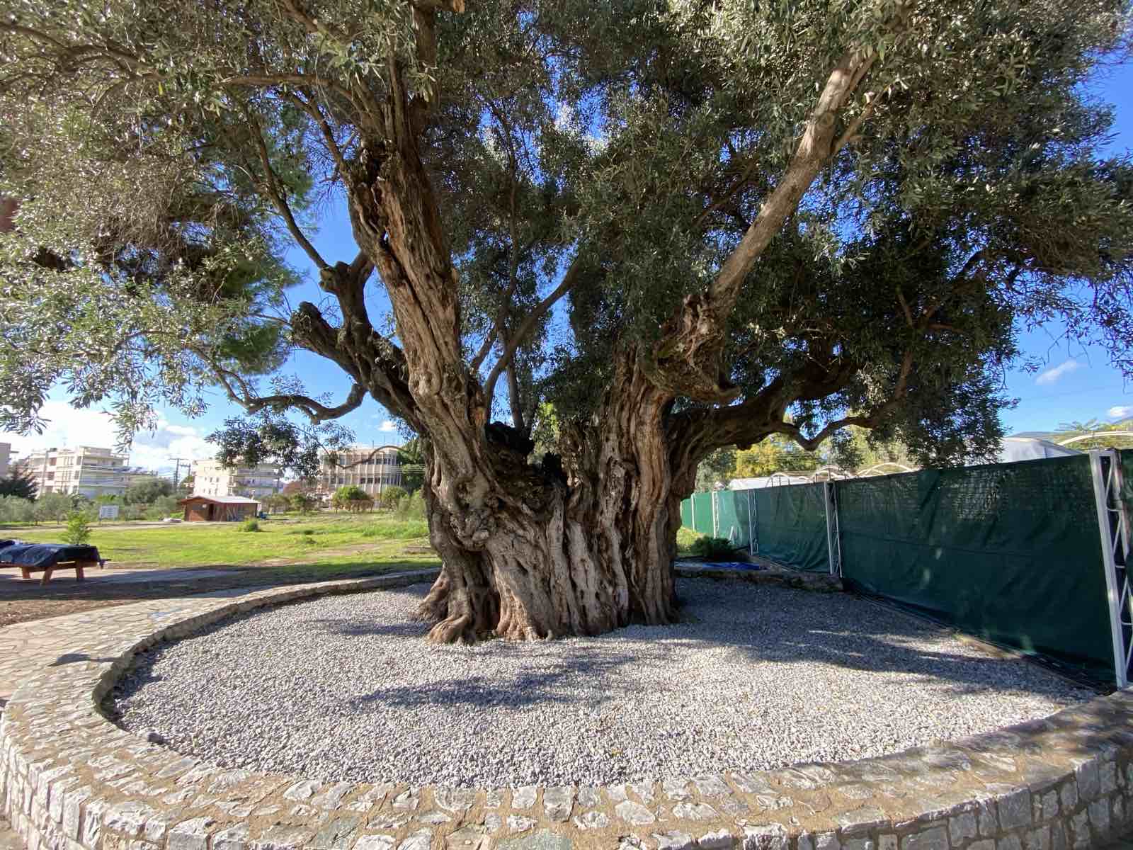 Επισκέψιμη η “Μάνα Ελιά”, αλλά και ο Επιδεικτικός Αγρός της Καλαμάτας όλο το καλοκαίρι