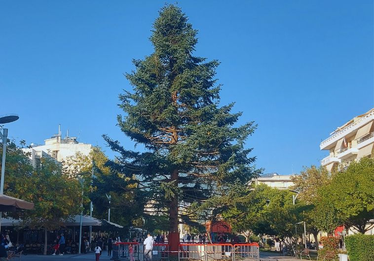 Έφτασε το μεγάλο φυσικό δέντρο στην κεντρική πλατεία της Καλαμάτας