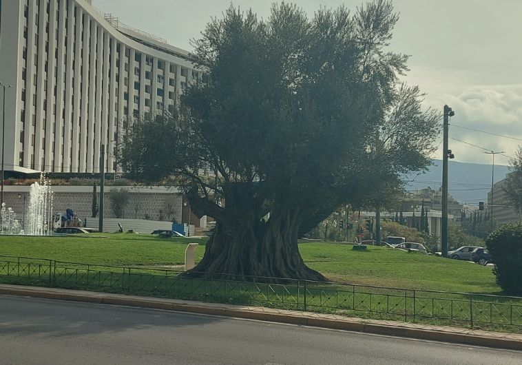 Μια μεγάλη ελιά κάπου κεντρικά γιατί δεν μπαίνει;