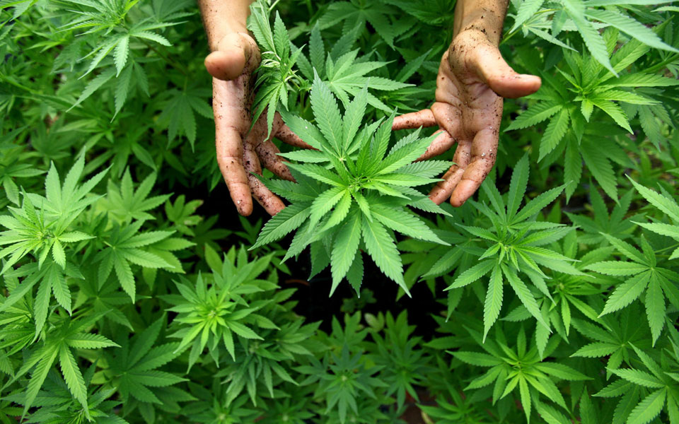 Μεσσηνία: Εγκρίθηκε εργαστήριο παρασκευής προϊόντων  καπνού από βιομηχανική κάνναβη