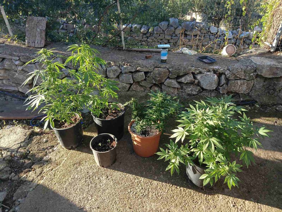 Σύλληψη 24χρονου στη Μάνη για  κάνναβη, με ειλικρίνεια που ξάφνιασε!