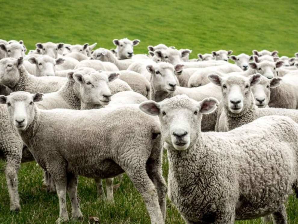 Κρούσμα καταρροϊκού πυρετού σε  εκτροφή αιγοπροβάτων στο Δήμο Μεσσήνης