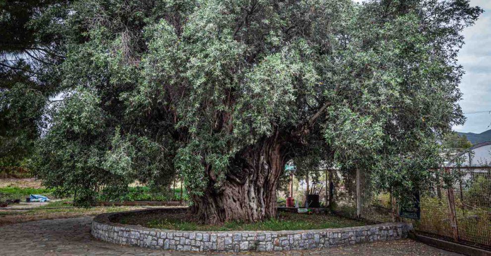 Παγκόσμια Ημέρα Ελιάς: Open Day  γνωριμίας με τη «Μάνα Ελιά»