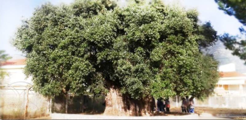 Παγκόσμια Ημέρα Ελιάς: Η Μεσσηνία ως γενέτειρα μνήμης, ταυτότητας και βιώσιμου μέλλοντος