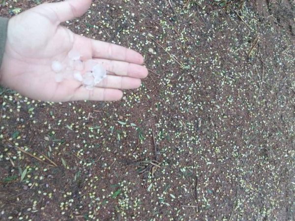 Κακοκαιρία Adel: Αγώνας δρόμου για την καταγραφή ζημιών στην αγροτική παραγωγή