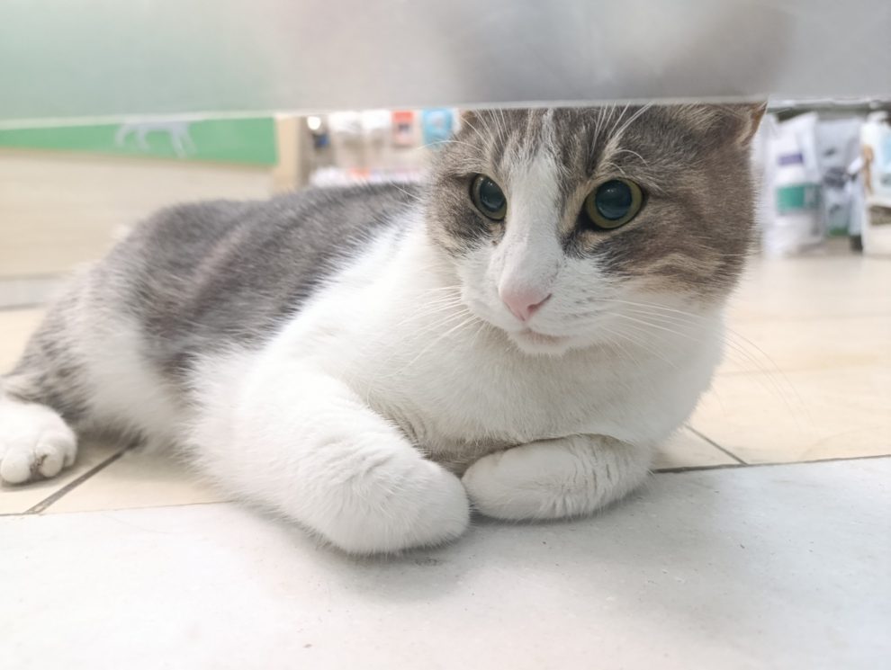 Ανάγκη συνδρομής της πρωτοβουλίας “Kalamata Kats”