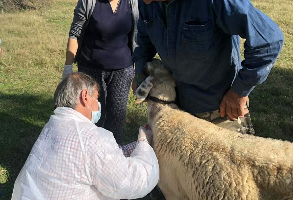 Σε επιφυλακή η Μεσσηνία για τον καταρροϊκό πυρετό – Νέα κρούσματα σε κτηνοτροφικές μονάδες