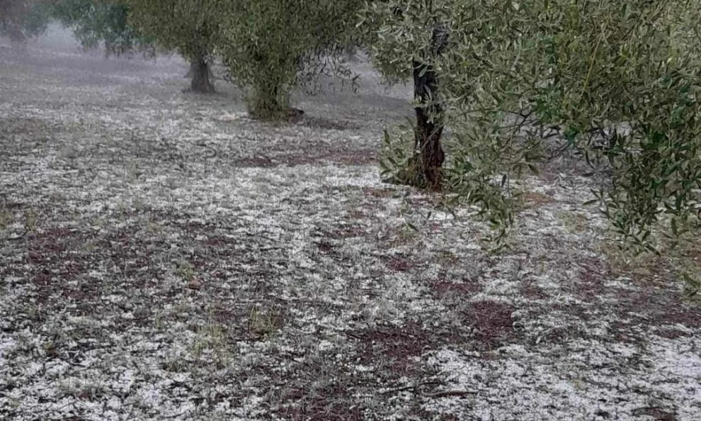 Μεσσηνία: Σε εξέλιξη οι αυτοψίες από κλιμάκια του ΕΛΓΑ για τις ζημιές από το χαλάζι