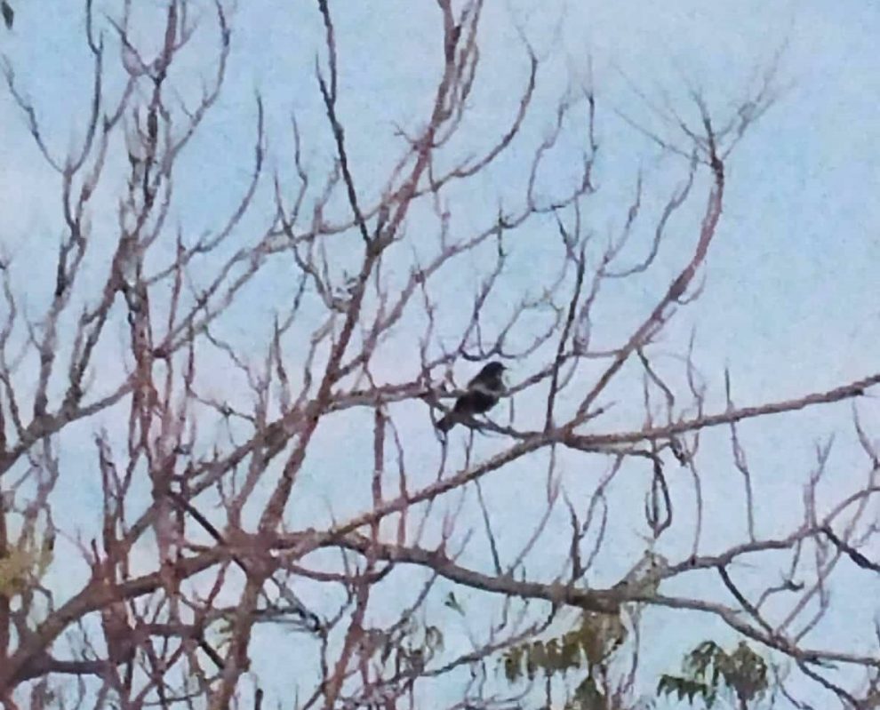 Το δένδρο της ζωής, μια άλλη ματιά