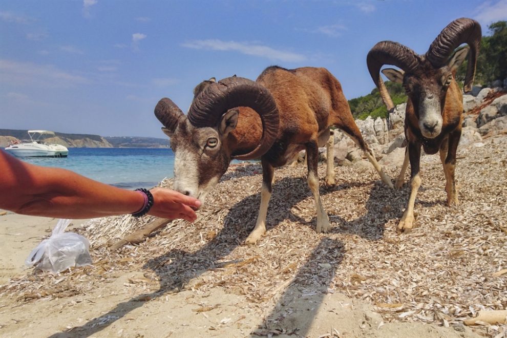 Στο Αριστοτέλειο Πανεπιστήμιο έρευνα για Αίγαγρο, Αγριοπρόβατο και Τσακάλι της Σαπιέντζας