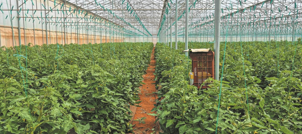 Αγρόκτημα Ντεμερούκα: Το νέο υπόδειγμα θερμοκηπιακής ντομάτας που ωριμάζει στη Μεσσηνία