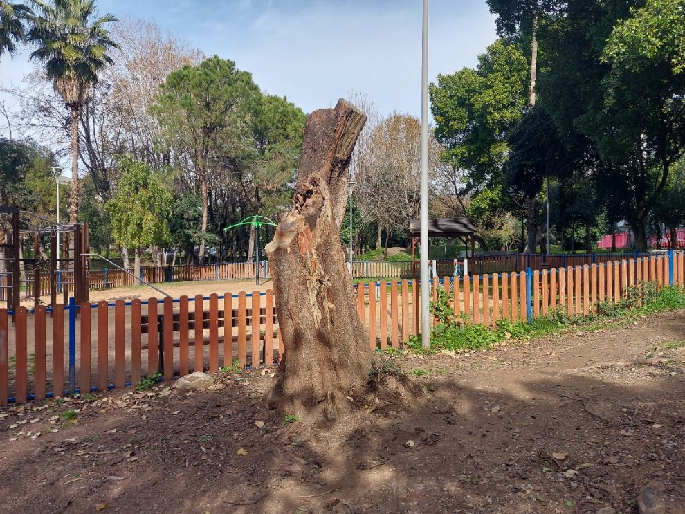 Δείχνοντας στα παιδιά  πώς κατακρεουργείς τα δέντρα…