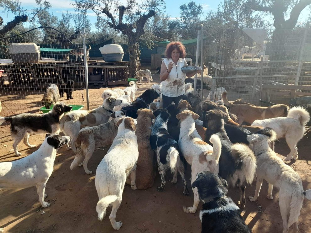 Φιλοζωικός Όμιλος Καλαμάτας: Ανάγκη για ελέγχους, στειρώσεις, τσιπάκια και ενημέρωση
