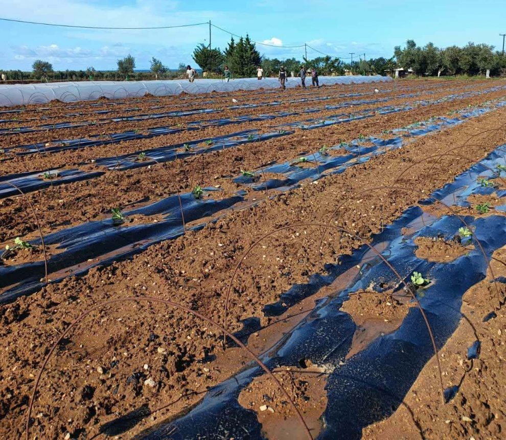 Ξεκίνησαν φυτεύσεις υπαίθριου καρπουζιού στην Τριφυλία