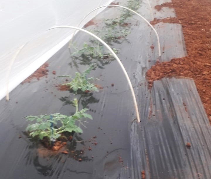 Τριφυλία: Φυτεύτηκε ήδη πρώιμο καρπούζι θερμοκηπίου