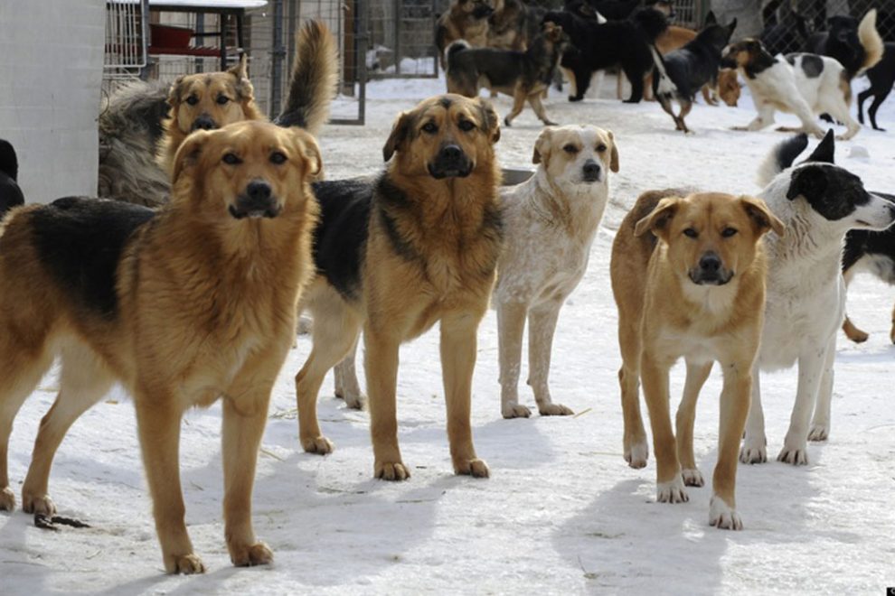 Δήμος Τριφυλίας: Τριμελής Επιτροπή Κτηνιάτρων για επικίνδυνα ζώα συντροφιάς